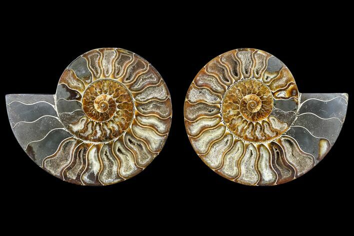 Agatized Ammonite Fossil - Madagascar #113067